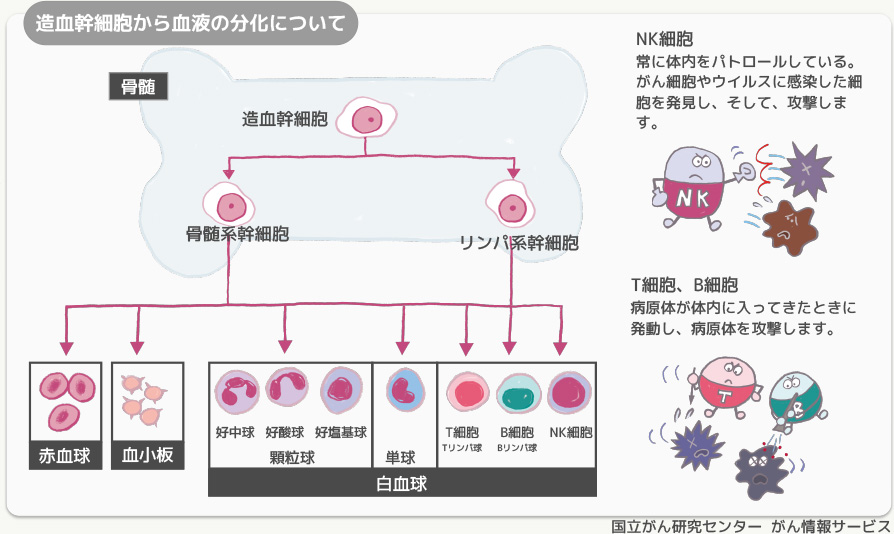 T細胞リンパ腫とは何ですか?